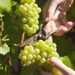 home-visuel-vigne